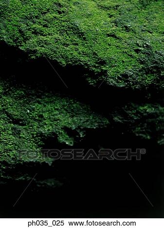 Moss covered rocks View Large Photo Image Stock Photography - Moss covered rocks. Fotosearch