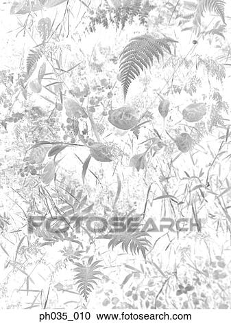 Negative print of fern leaves, plants and leaves View Large Photo Image Stock Image - Negative print of fern leaves, plants and leaves. Fotosearch