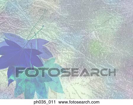 Prints of maple leaves View Large Photo Image Stock Image - Prints of maple leaves. Fotosearch