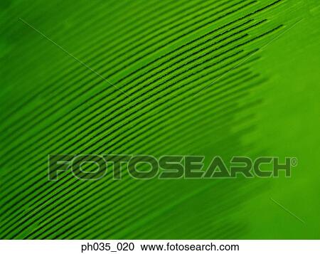 Prints of maple leaves View Large Photo Image Stock Image - Prints of maple leaves. Fotosearch