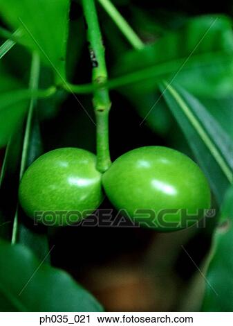Stock Image - Rows of fern seeds. Fotosearch