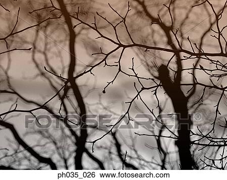 Silhouetted bare tree View Large Photo Image Stock Photograph - Silhouetted bare tree. Fotosearch