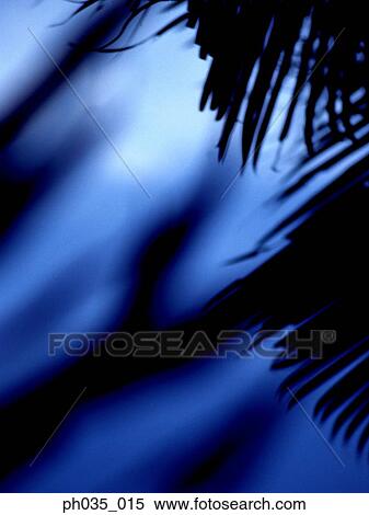 Stock Photography - Silhouetted coconut tree leaves. Fotosearch