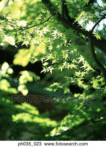 Silhouetted leaves, banana leaf at background View Large Photo Image Stock Image - Silhouetted leaves, banana leaf at background. Fotosearch