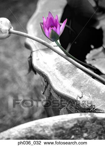 Stock Image - A stalk of lotus flower head. Fotosearch