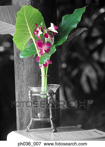 Stock Photo - A vase of orchids flowers. Fotosearch