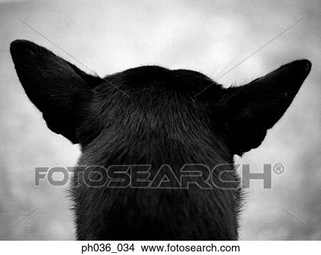 Back view of a dog's head View Large Photo Image Picture - Back view of a dog's head. Fotosearch