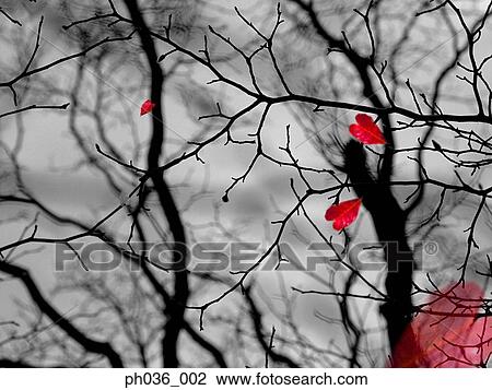 Stock Image - Bare tree and heart shaped leaves. Fotosearch