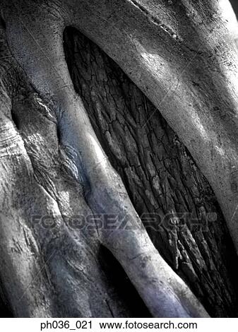 Close up of tree bark View Large Photo Image Stock Image - Close up of tree bark. Fotosearch