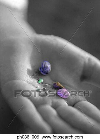 Handful of pebbles and seashells View Large Photo Image Stock Photography - Handful of pebbles and seashells. Fotosearch