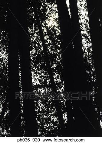 Silhouetted tree trunks and leaves View Large Photo Image Stock Image - Silhouetted tree trunks and leaves. Fotosearch
