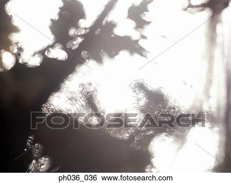 Stock Photograph - Silhouetted tree trunks and leaves. Fotosearch