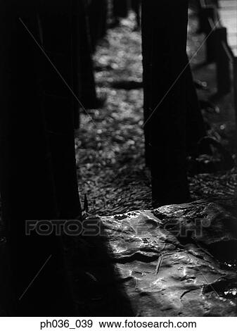 Stock Photo - Silhouetted tree trunks. Fotosearch