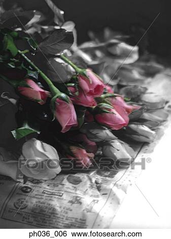 Stock Photograph - Stalks of rose buds. Fotosearch