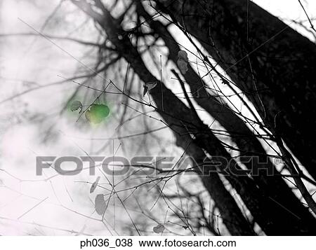Tree trunks, branches and leaves View Large Photo Image Stock Photo - Tree trunks, branches and leaves. Fotosearch