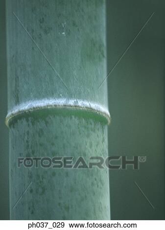 Close up of bamboo stem View Large Photo Image Stock Photo - Close up of bamboo stem. Fotosearch