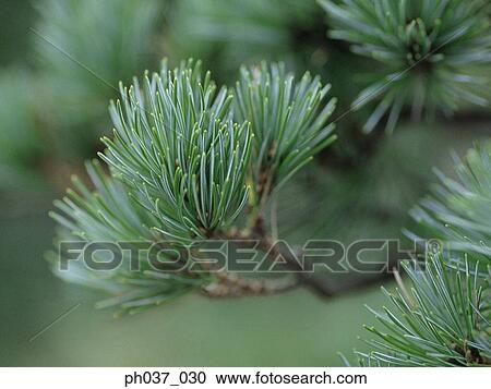 Close up of plants and branches View Large Photo Image Stock Image - Close up of plants and branches. Fotosearch