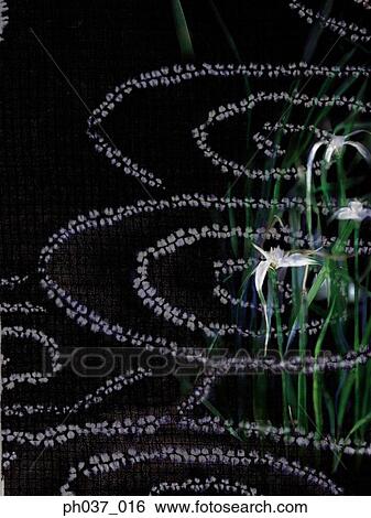 Flowers and water ripples View Large Photo Image Stock Photograph - Flowers and water ripples. Fotosearch