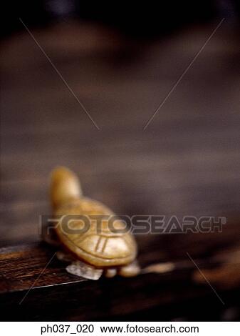 Miniature model of a turtle View Large Photo Image Stock Image - Miniature model of a turtle. Fotosearch
