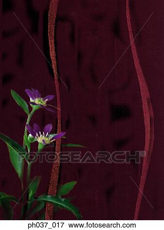 Two stalks of purple flowers View Large Photo Image Stock Photo - Two stalks of purple flowers. Fotosearch