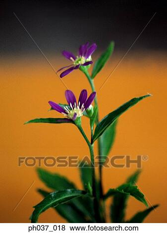 Two stalks of purple flowers View Large Photo Image Stock Photo - Two stalks of purple flowers. Fotosearch