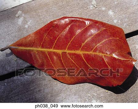 Stock Photo - Close up of a dried leaf. Fotosearch