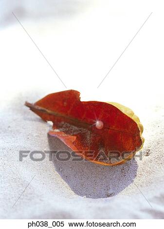 Stock Photography - Close up of dried leaf on white sand. Fotosearch