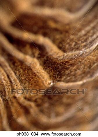 Close up of natural wood pattern View Large Photo Image Picture - Close up of natural wood pattern. Fotosearch