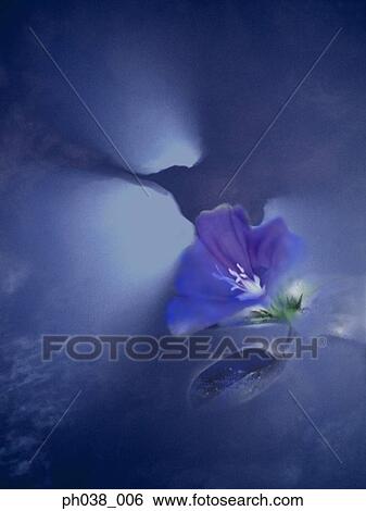 Stock Photograph - Flower and lights shining from background. Fotosearch