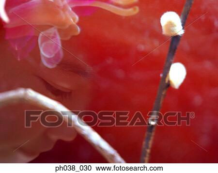 Stock Image - Flower bud, branches and reflection of a lady. Fotosearch