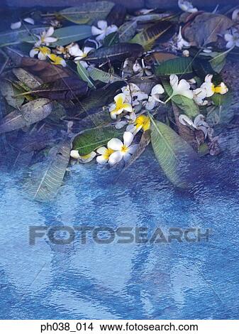 Picture - Flowers and leaves and reflection on water. Fotosearch