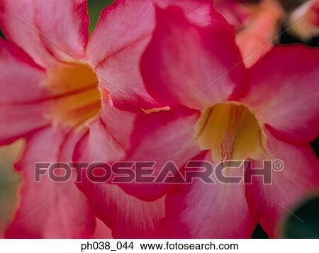 Picture - Hibiscus flower heads. Fotosearch