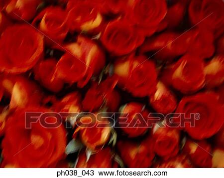 Red roses View Large Photo Image Stock Image - Red roses. Fotosearch