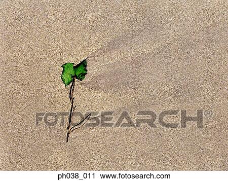 Stock Image - Sands and a stalk of flower. Fotosearch