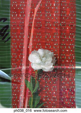 Stock Photograph - White rose, banana leaf and red paper. Fotosearch