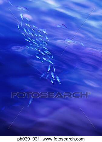 Stock Image - A school of fish in blue water. Fotosearch