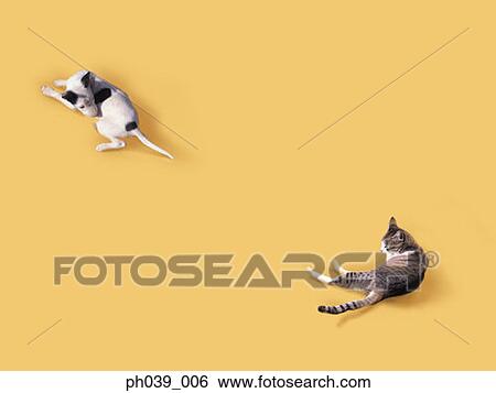 Cat and Dog View Large Photo Image Stock Photograph - Cat and Dog. Fotosearch