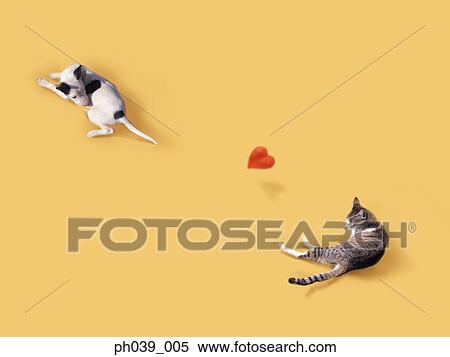 Cat and Dog View Large Photo Image Stock Photography - Cat and Dog. Fotosearch