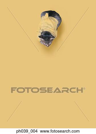 Cat in pet costume View Large Photo Image Picture - Cat in pet costume. Fotosearch