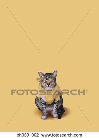 Stock Image - Cat in pet costume. Fotosearch