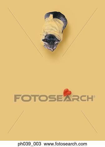 Stock Image - Cat in pet costume. Fotosearch