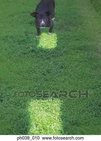 Dog in the field View Large Photo Image Stock Image - Dog in the field. Fotosearch