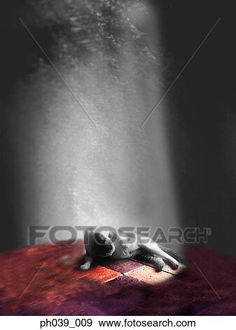 Light shining on cat sleeping View Large Photo Image Stock Photo - Light shining on cat sleeping . Fotosearch