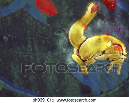 Print of a fox View Large Photo Image Stock Photography - Print of a fox. Fotosearch