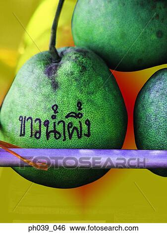 Thai script on pear View Large Photo Image Stock Photograph - Thai script on pear. Fotosearch