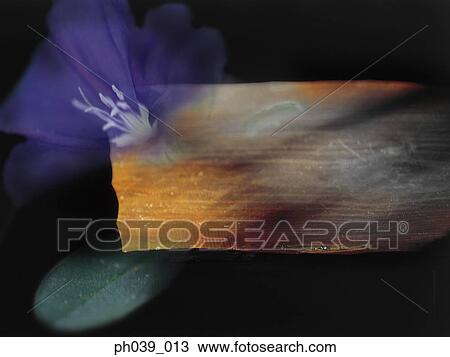 Wooden table top and flower print View Large Photo Image Stock Image - Wooden table top and flower print. Fotosearch