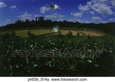 Butterflies in flight over crop View Large Photo Image Stock Image - Butterflies in flight over crop. Fotosearch