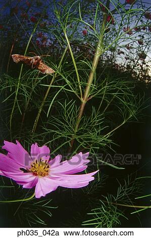 Butterfly in flight above flowers View Large Photo Image Stock Image - Butterfly in flight above flowers. Fotosearch