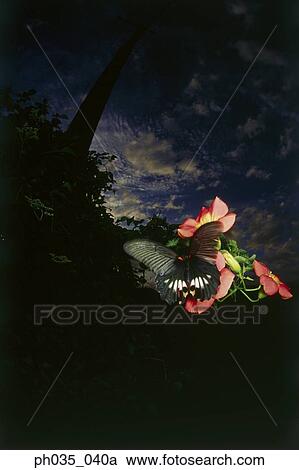 Butterfly in flight at sunset View Large Photo Image Stock Image - Butterfly in flight at sunset. Fotosearch
