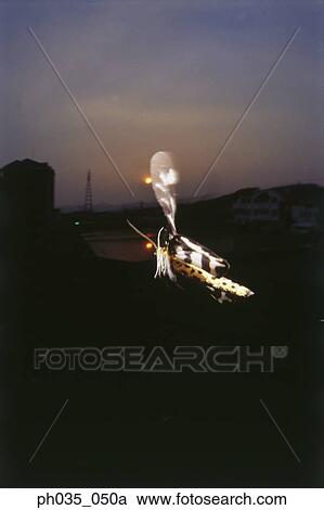 Butterfly in flight, flapping wings View Large Photo Image Stock Image - Butterfly in flight, flapping wings . Fotosearch